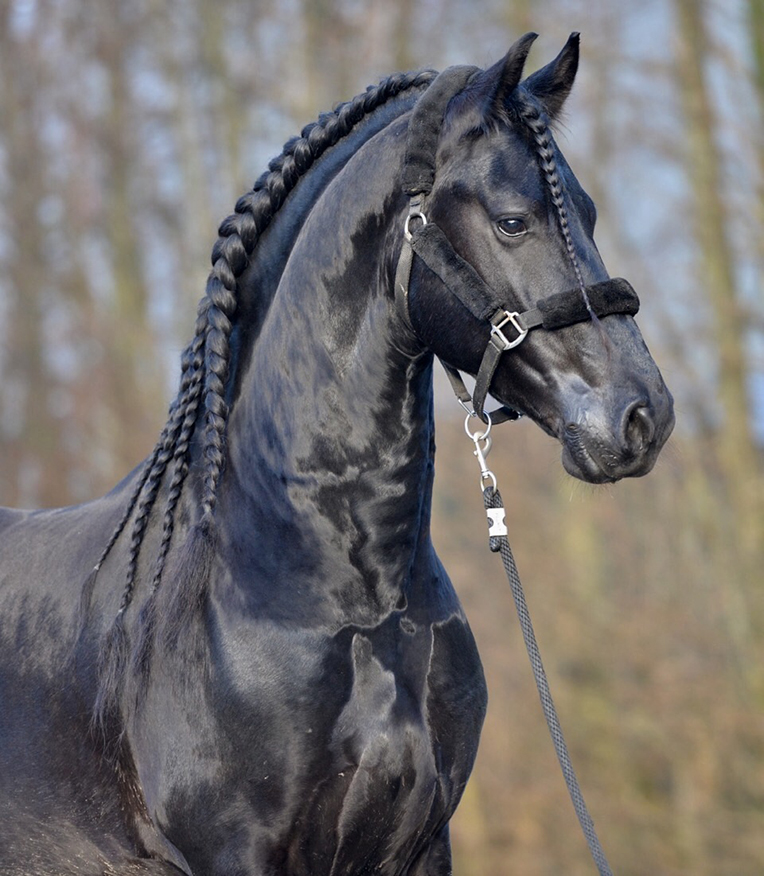 Stalhermes-friese_paarden-01